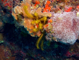 Yellow Crinoid IMG 3317